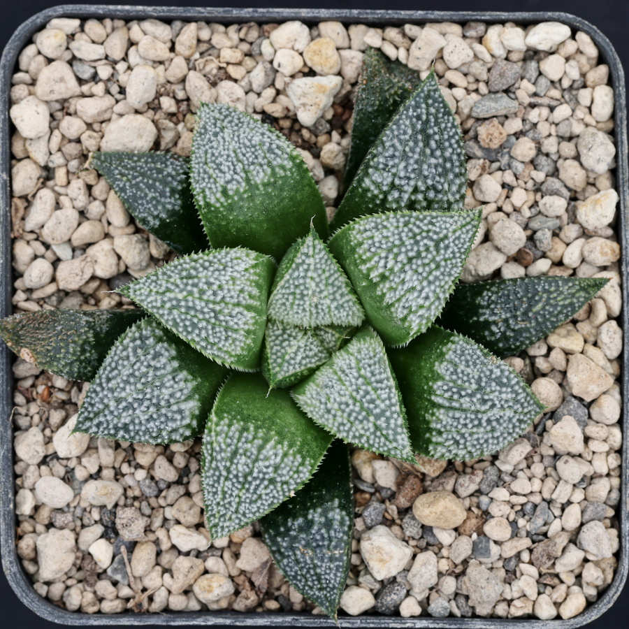 x1340 cl13 haworthia hybrid wimii jdv95 023 x multiparent