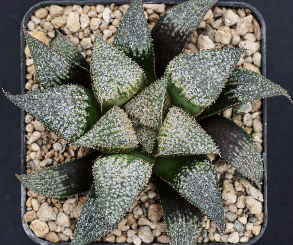 x1340 cl8 haworthia hybrid wimii jdv95 023 x multiparent