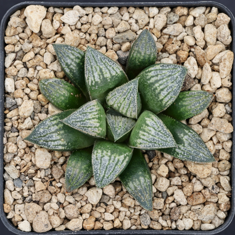 x1340 cl9 haworthia hybrid wimii jdv95 023 x multiparent
