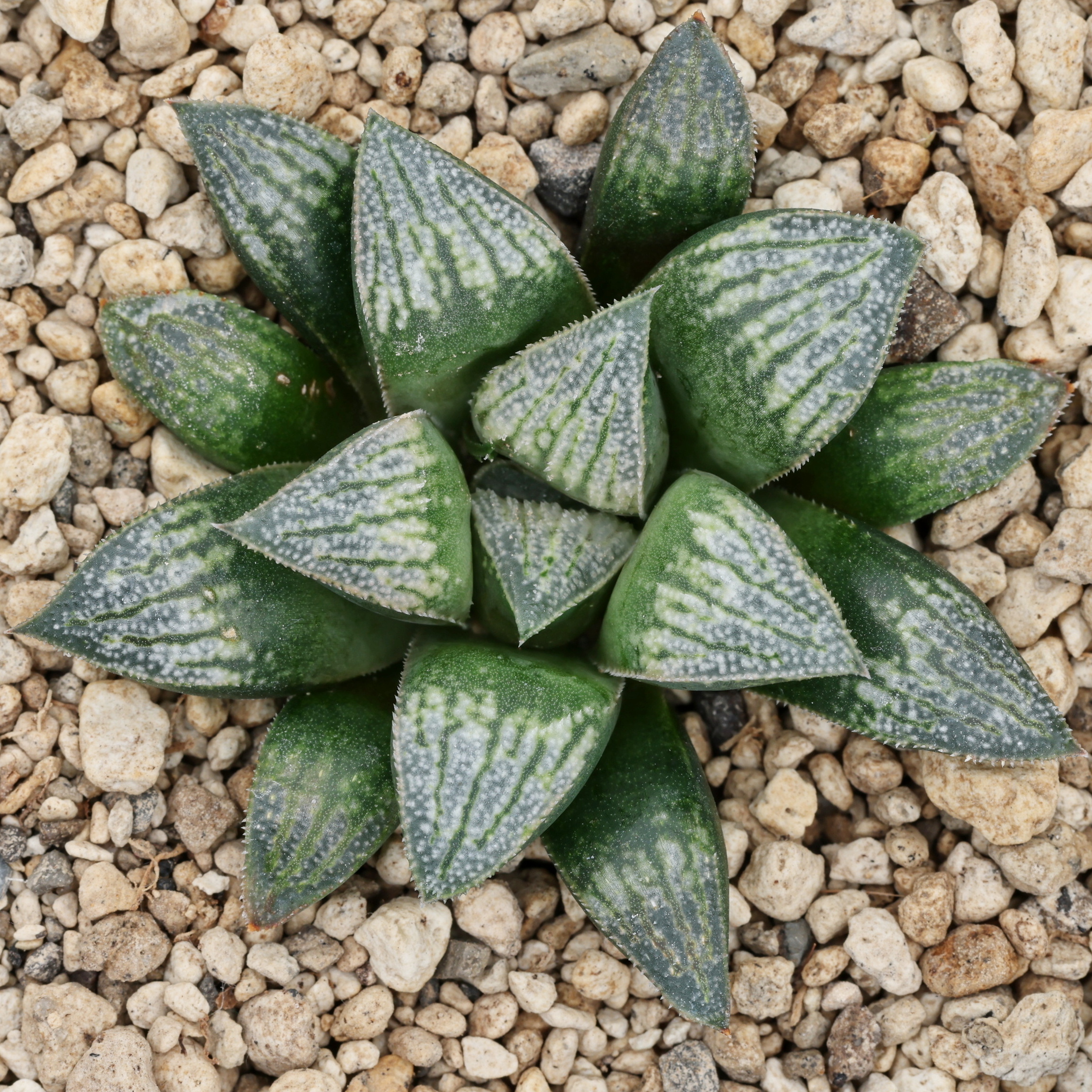 x1340 cl9 haworthia hybrid wimii jdv95 023 x multiparent close