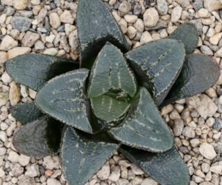 x1460 cl6 haworthia hybrid 59 x groenewaldii rotterdam w close