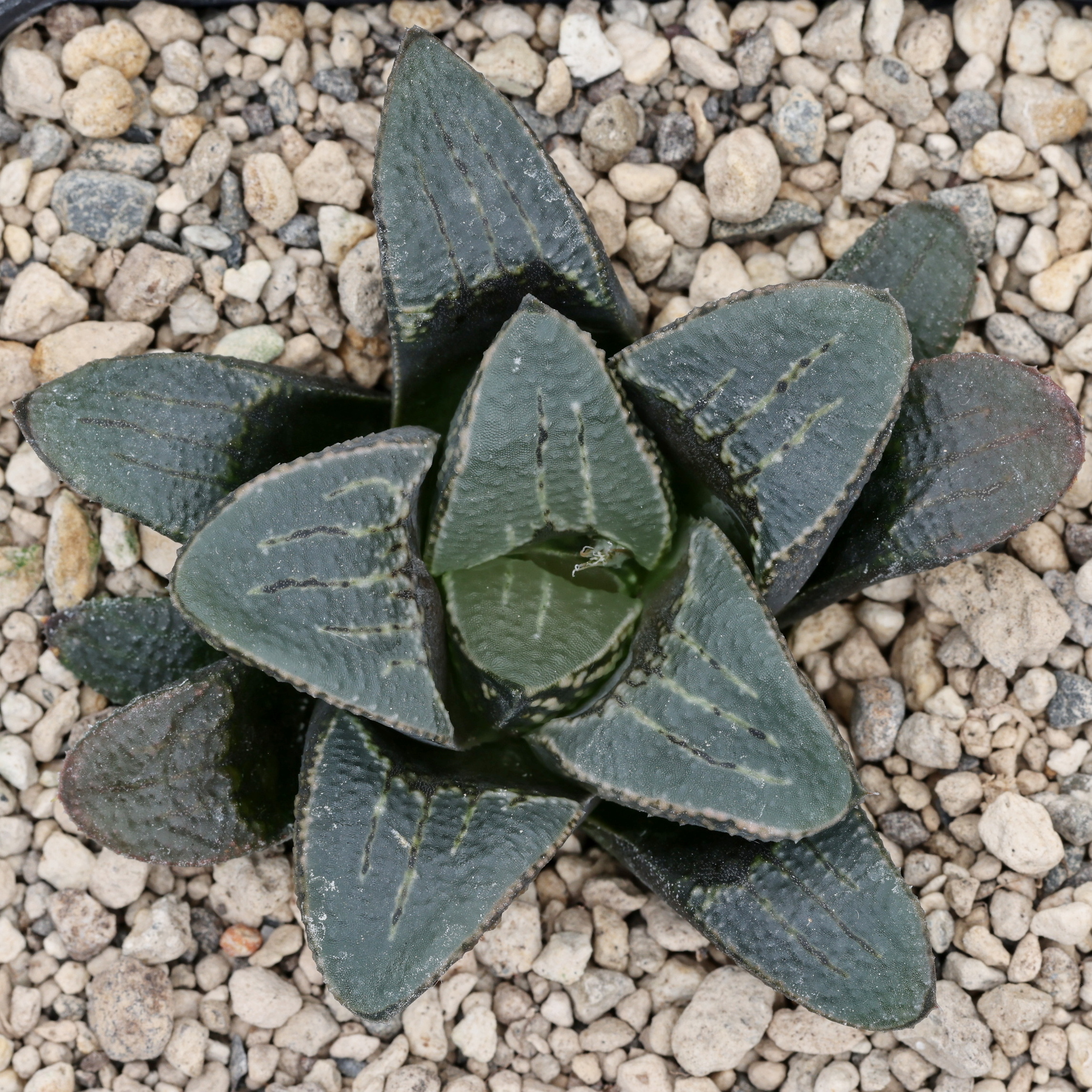 x1460 cl6 haworthia hybrid 59 x groenewaldii rotterdam w close