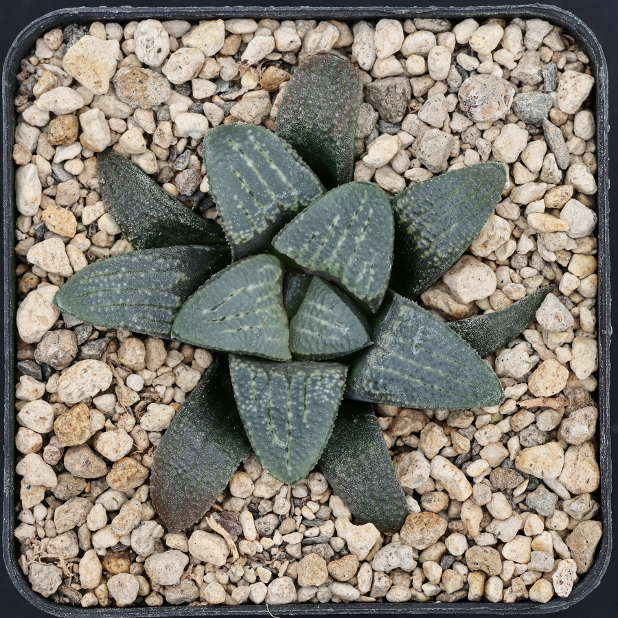 x1460 cl7 haworthia hybrid 59 x groenewaldii rotterdam w