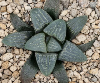 x1460 cl7 haworthia hybrid 59 x groenewaldii rotterdam w close