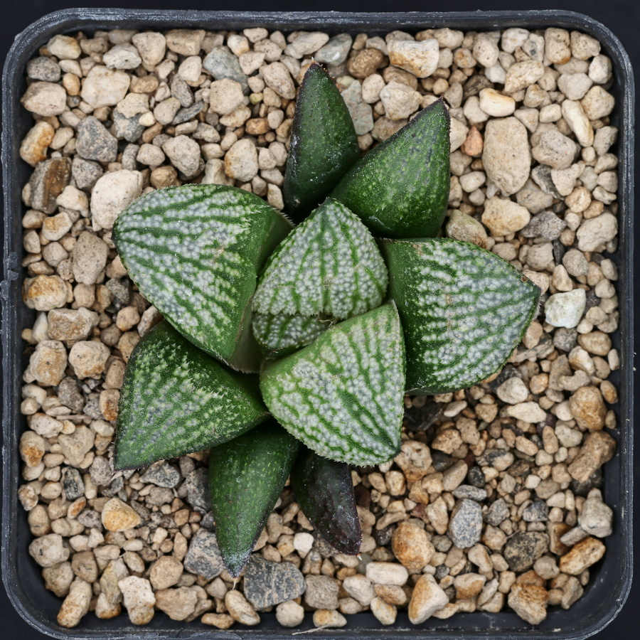 x1591 cl1 haworthia hybrid 50 x splendens