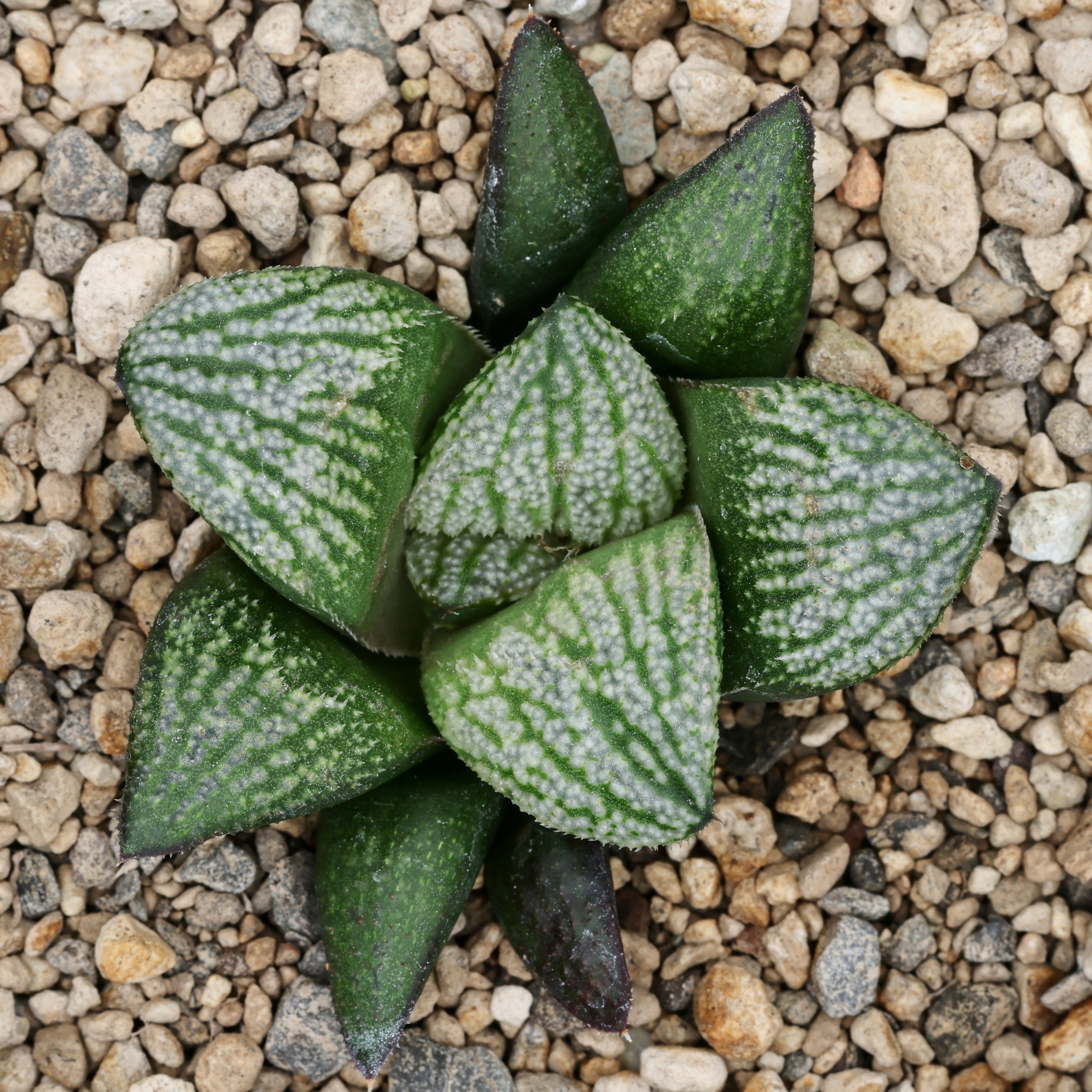 x1591 cl1 haworthia hybrid 50 x splendens close