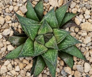 x1744 haworthia hybrid splendens vdv78 f1 x monticola jdv91 139