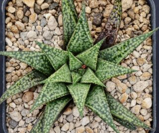 x1752 haworthia hybrid variegata vdv171 x splendens
