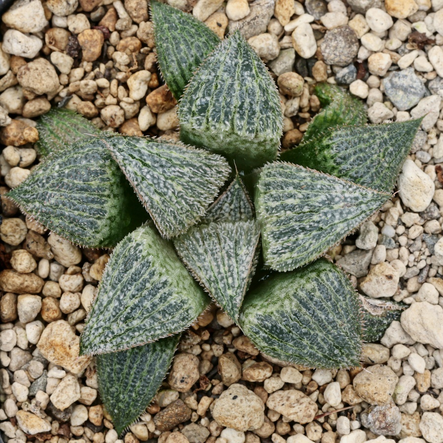 x1857 haworthia hybrid bobii x splendens gm452