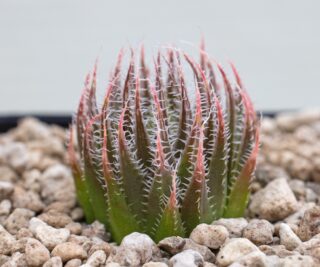 03359 haworthia cooperi var doldii tl tyolomnqa river bridge on new part of n2 ib06972 2