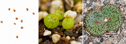 HaworthiaLand - about South African succulents - Haworthia